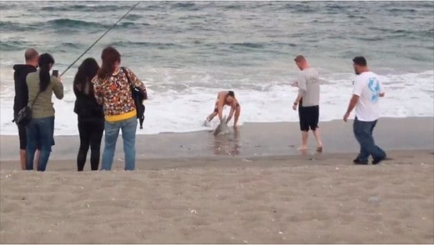 Beachgoer Filmed Dragging Shark From Sea To Take A Picture Pulptastic