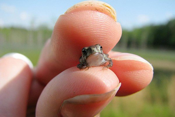 6 TINY Animals That Are Unbearably Cute - Pulptastic