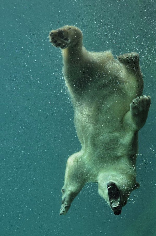 I WONDER IF THE POLAR BEAR REALIZES HOW COLD THAT WATER IS..