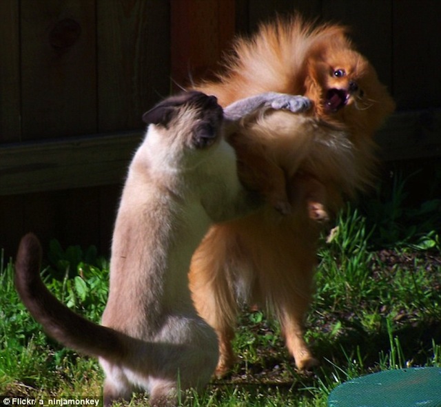 THIS FIGHT LOOKS TO BE AN UPSET.