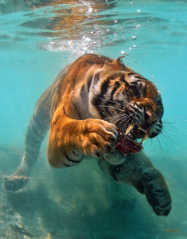 THIS IS PROBABLY THE MOST FEARED TIGER EVER, NOT EVEN SAFE IN WATER AGAINST THIS GUY.