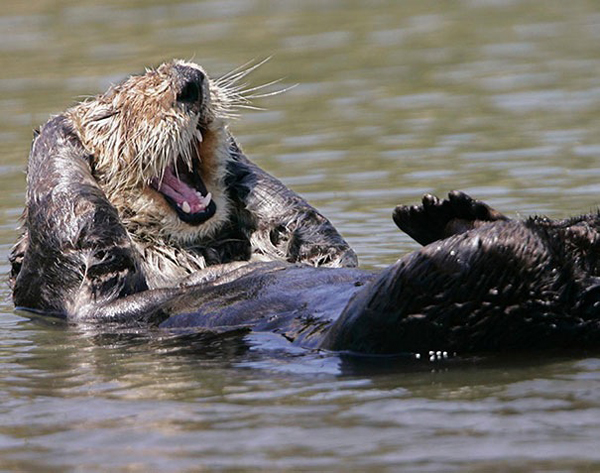 Otter LOLS!