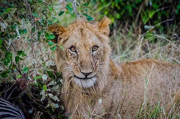 Big cats have big cat GRINS.