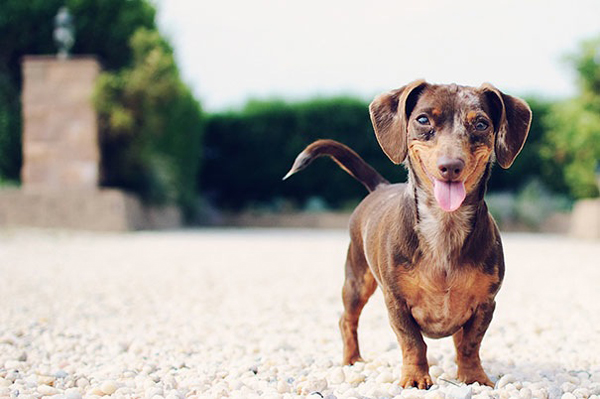 This guy could put anyone in a good mood.