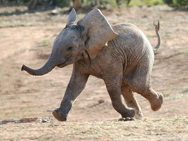 Baby elephants generate happiness.