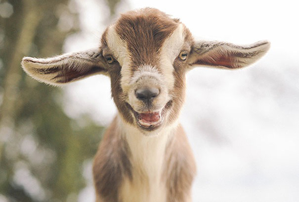 This goat kid isn't kidding, he wants you to smile!