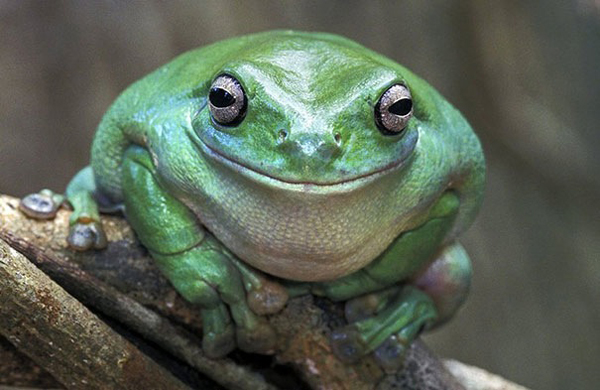 This froggy has a happy secret.