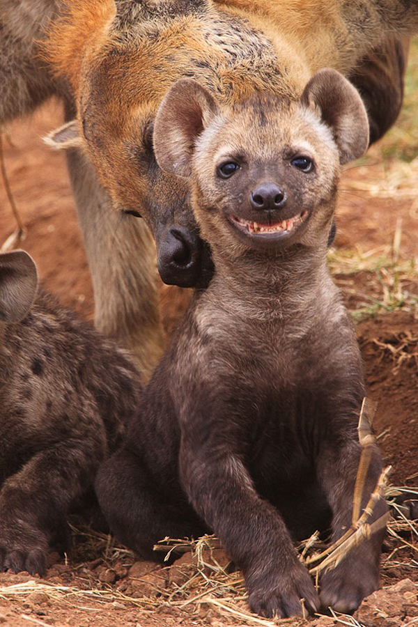 What a humorous hyena!