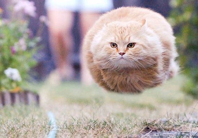 CAT MISSILE.