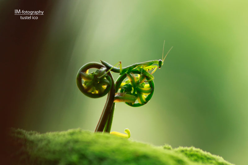 praying mantis bike