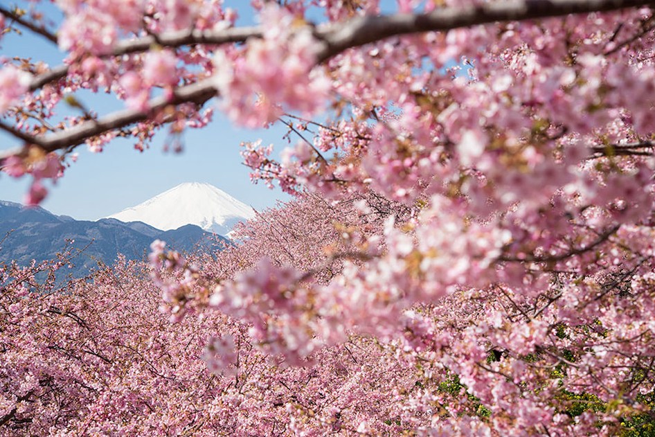japanese tradition of hanami, or picnicking under a sakura tree