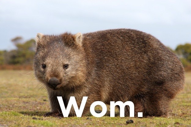 What sport do you play with a wombat?