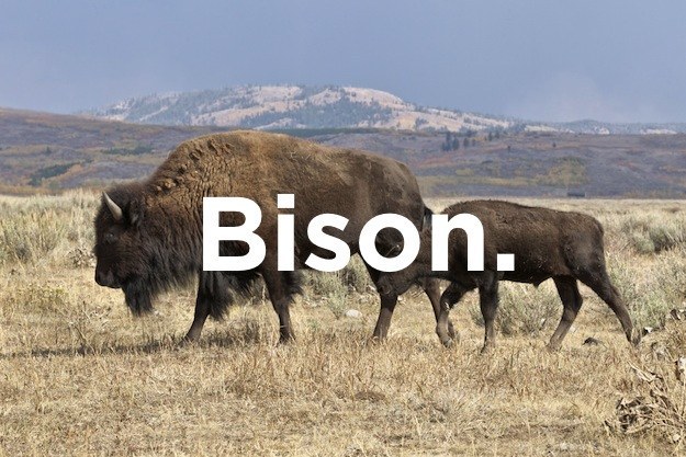 What did the buffalo say to his son when he left for college?