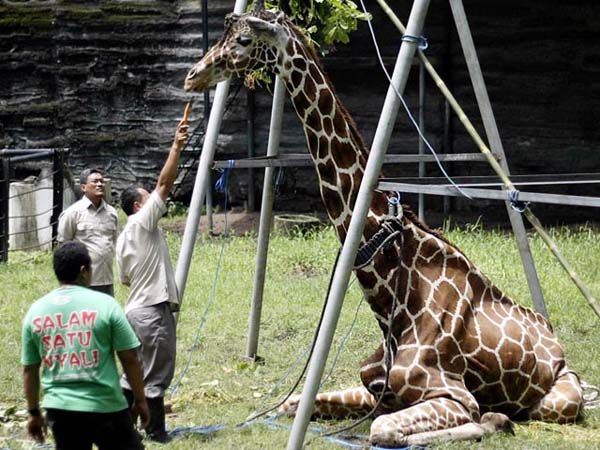 Kliwon the giraffe died with a 40lb wad of plastic the size of a beach ball in its stomach.