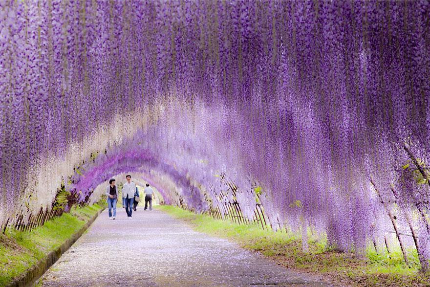 04 - Wisteria Flower Tunnel in Japan