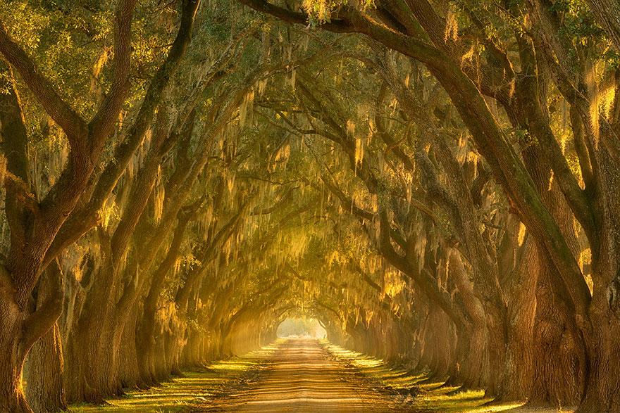 06 - Oak Alley along the Mississippi River outside New Orleans Louisiana