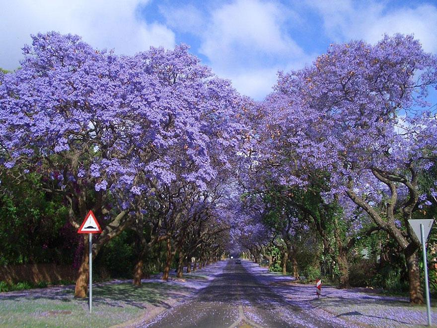 07 - Jacarandas Walk in South Africa