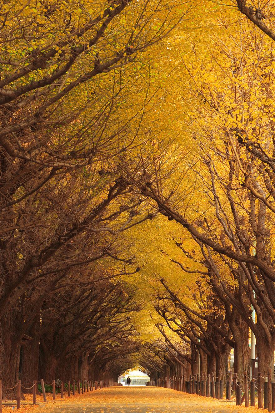11 - Ginkgo Tree Tunnel in Japan