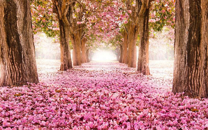 12 - Blossom Path Location Unknown