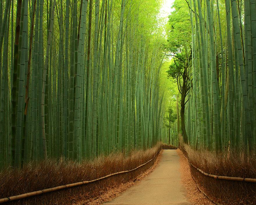 13 - Bamboo Path in Kyoto Japan