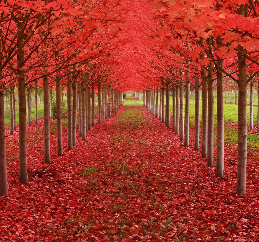 14 - Maple Tunnel in St Louis Oregon USA