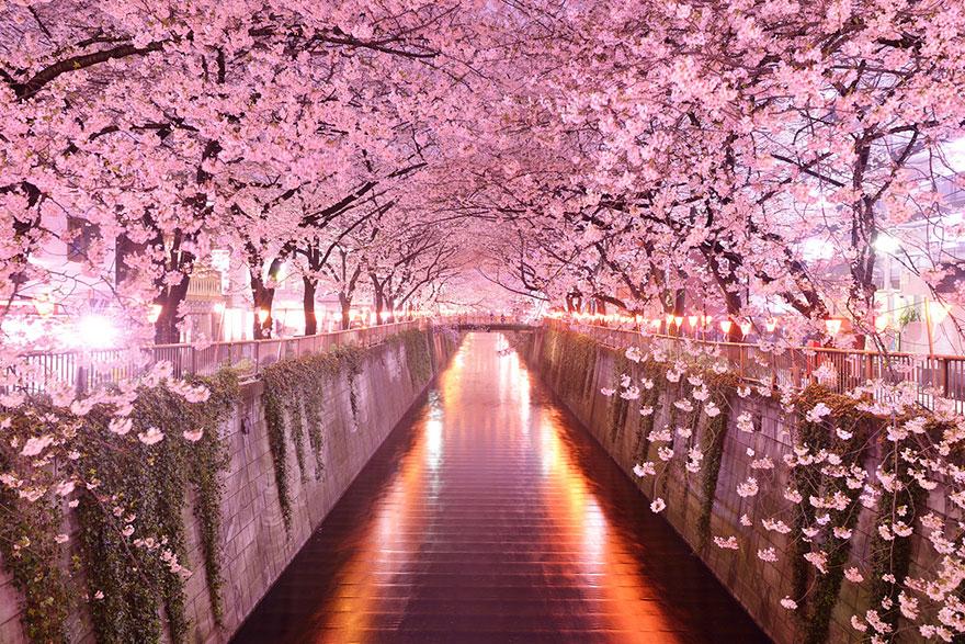 17 - Sakura Tunnel Japan
