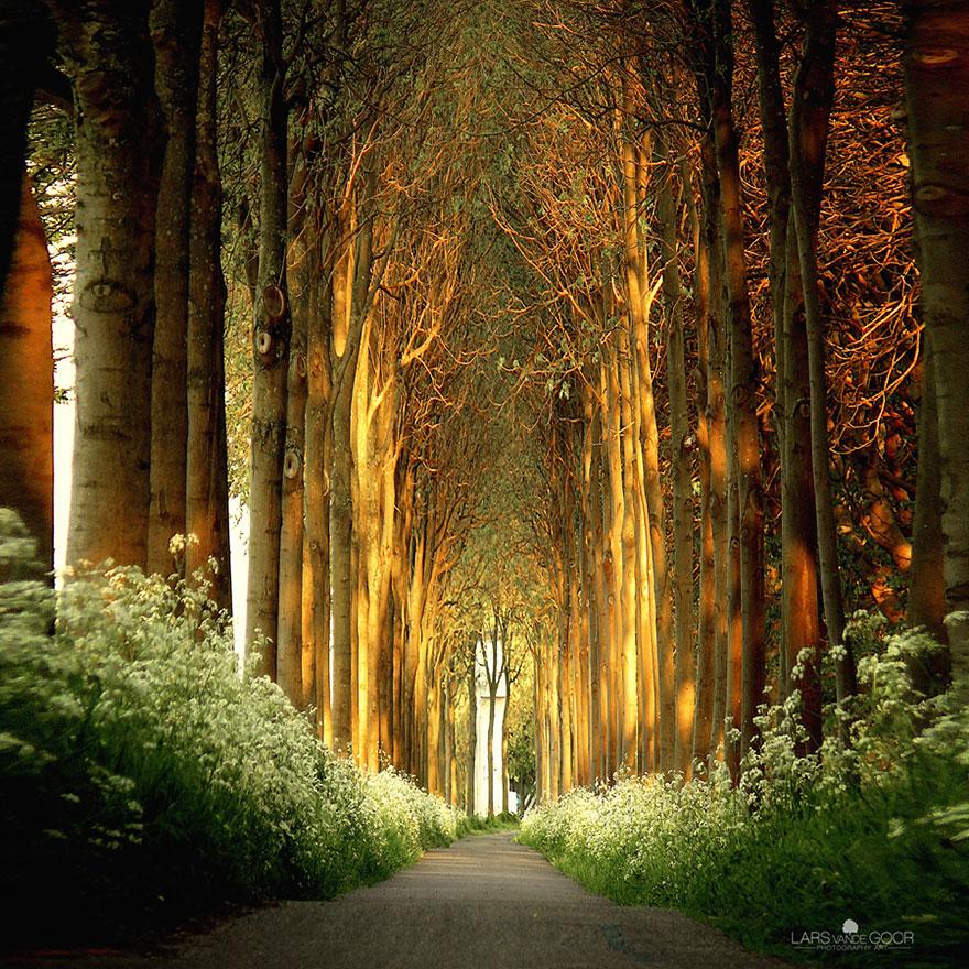 18 - Tree Tunnel in Netherlands