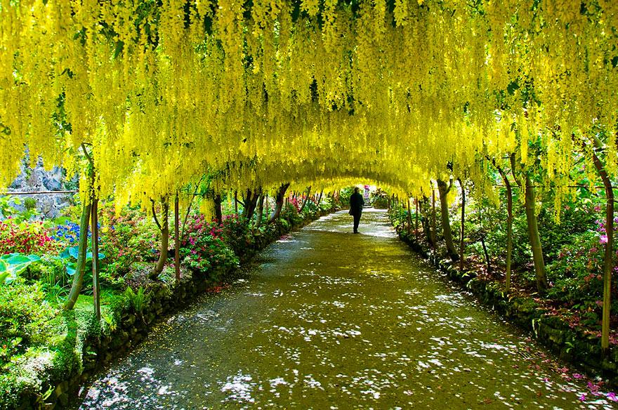 20 - Laburnum Tunnel in Bodnant Gardens UK