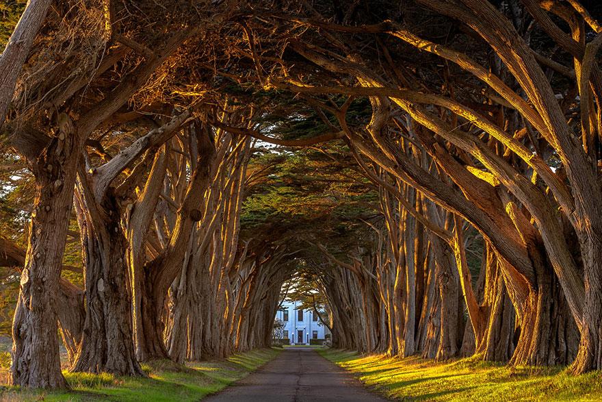 23 - Cypress Tree Tunnel At The Historic Marconi Wireless Station California