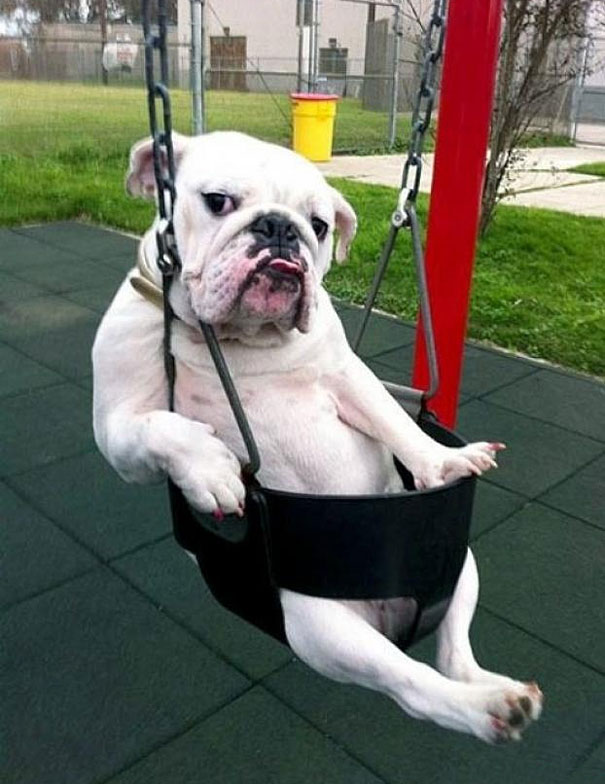 22 Animals That Are Trying Hard To Be Human (PICS) - Pulptastic