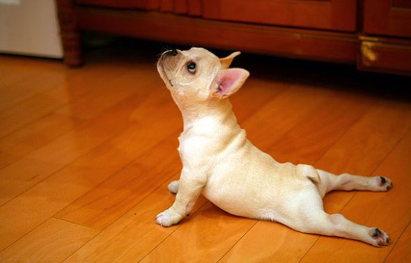 funny-animals-doing-yoga-2