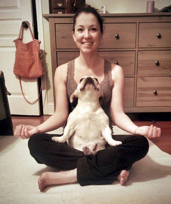 funny-animals-doing-yoga-4