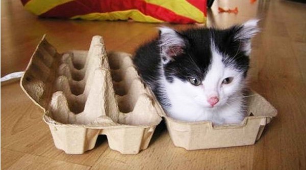 If I Fits, I Sits: 20 Cats That Prove There Is No Space Too Tight ...
