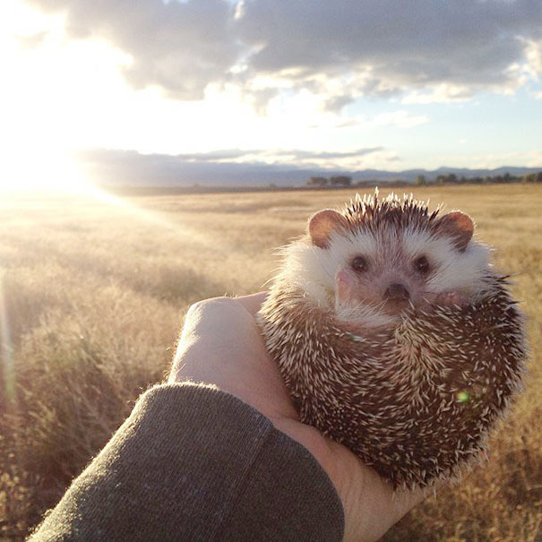 biddy-cute-hedgehog-adventures-1