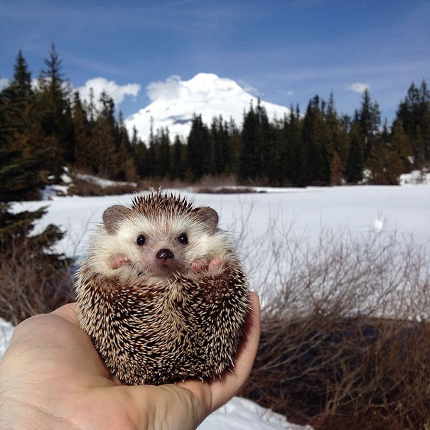 biddy-cute-hedgehog-adventures-14