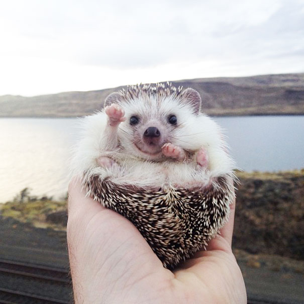 biddy-cute-hedgehog-adventures-16