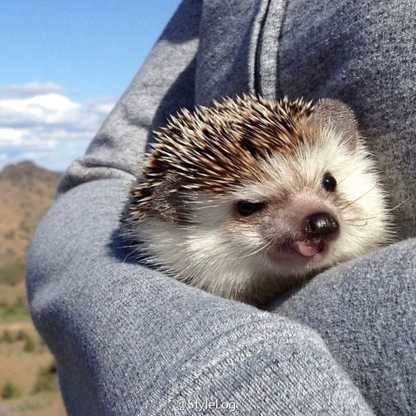 biddy-cute-hedgehog-adventures-29