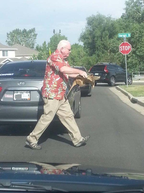 This man helping a turtle cross the street: