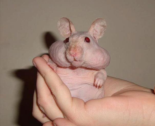 hairless-bald-animals-33