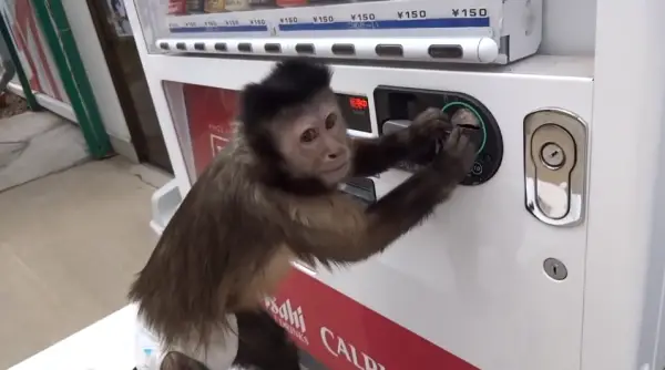 Monkey Buys Juice From Vending Machine (VIDEO)