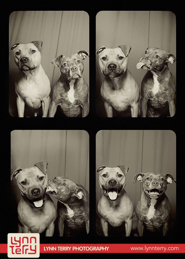 pit-bulls-photo-booth-cute-dogs-lynn-terry-1