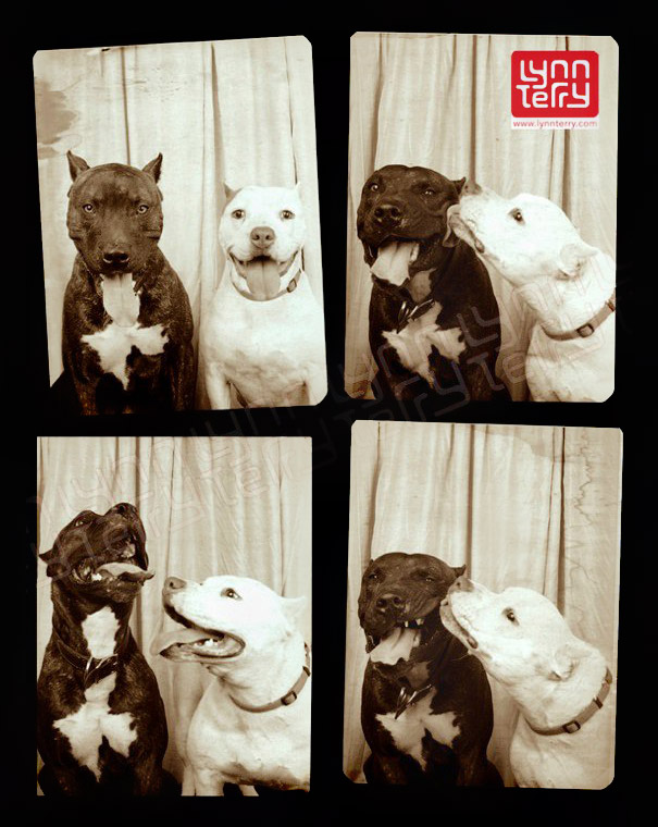 pit-bulls-photo-booth-cute-dogs-lynn-terry-2