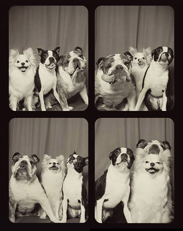 pit-bulls-photo-booth-cute-dogs-lynn-terry-3