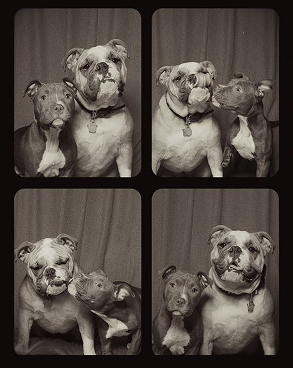 pit-bulls-photo-booth-cute-dogs-lynn-terry-6