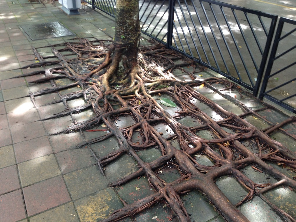 12 Photos That Show The Awesome Concrete Powers Of Tree Roots