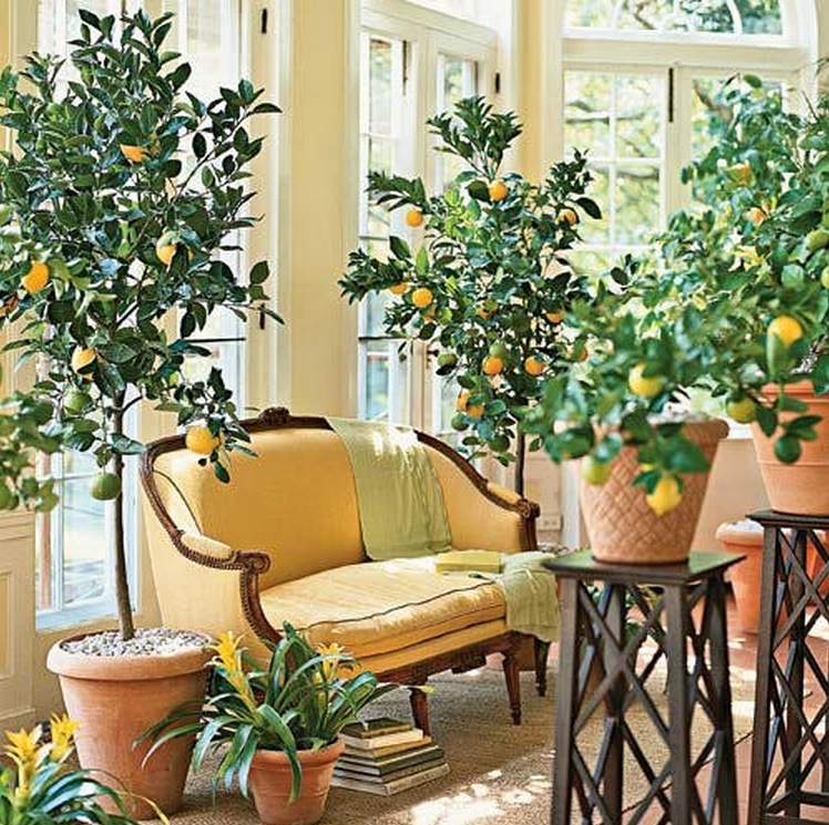 7) Indoor Lemon Tree: Full Instructions.