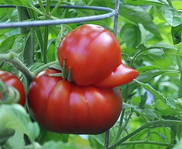funny-shaped-vegetables-fruits-4-620x