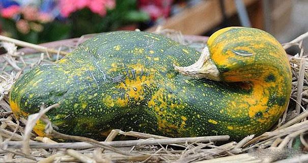 funny-shaped-vegetables-fruits-6-620x