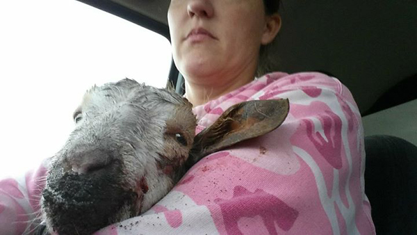He wasn't one of their goats, but he desperately needed help. The baby was found on a chain, wrapped around a pole of a lean-to. 