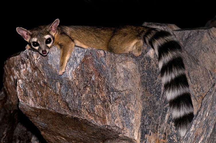 Ring-tailed%20Cat